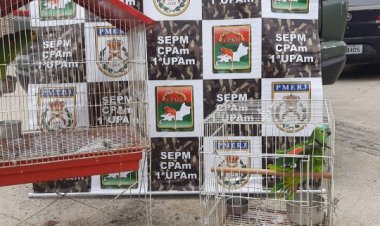 Papagaios são resgatados de cativeiro em Nova Iguaçu na Baixada Fluminense